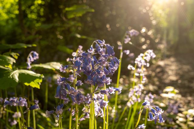 Bluebells in woods