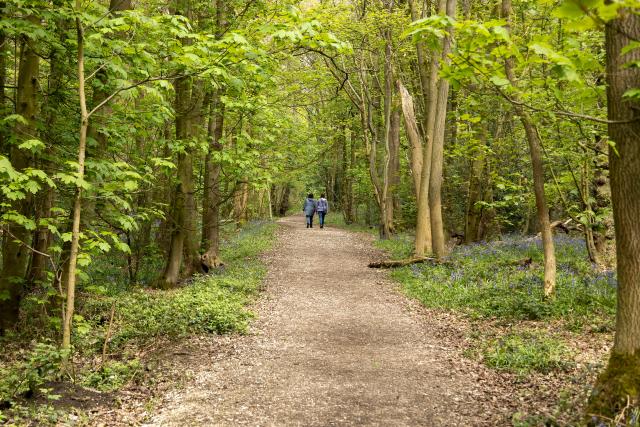 Image of Hem heath woodlands in spring, with green leaves on trees, pathway in the middle shows two people walking in the distance
