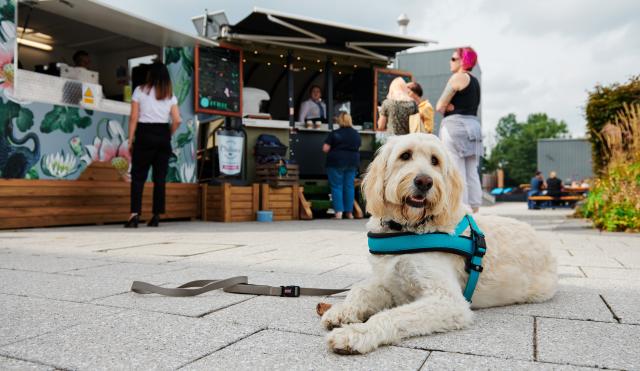 Lily the food truck with dog