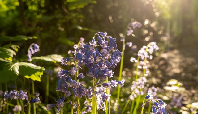 Bluebells in woods