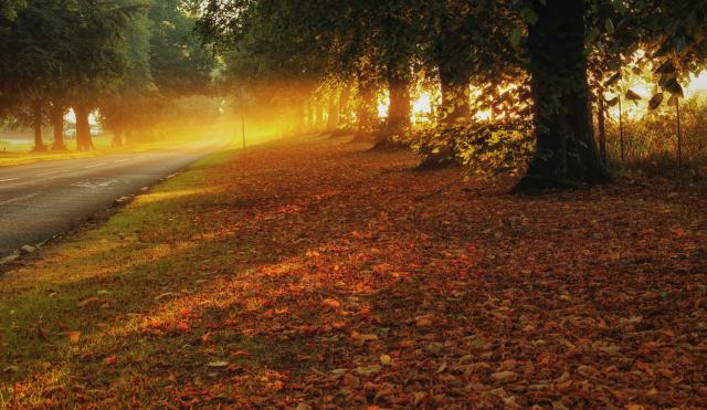Autumn trees and road