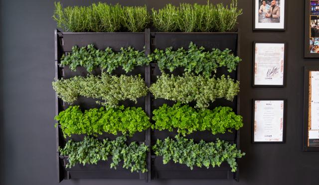 Fresh herbs in wall mounted shelfing