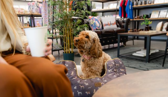 Dog and woman in coffee shop