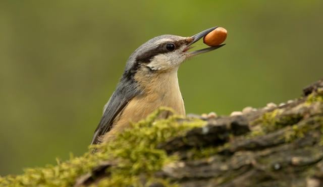 Nuthatch resting on a log with a nut in its beak