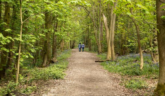 Image of Hem heath woodlands in spring, with green leaves on trees, pathway in the middle shows two people walking in the distance