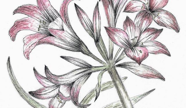 image of hand drawn lilies 