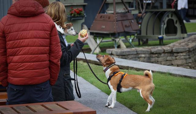 Dogs in the Courtyard at the Artisan Market