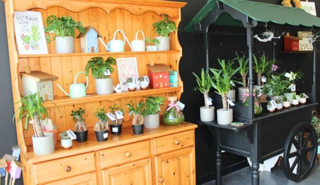 Plant Area