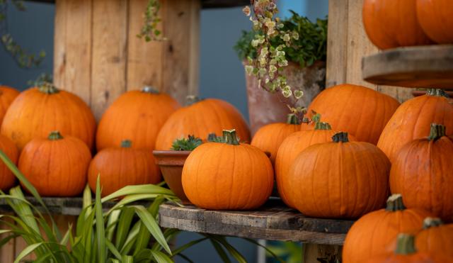Pumpkin Patch 